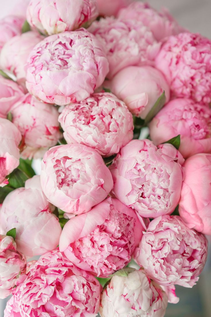 Close-up of pink peony flowers