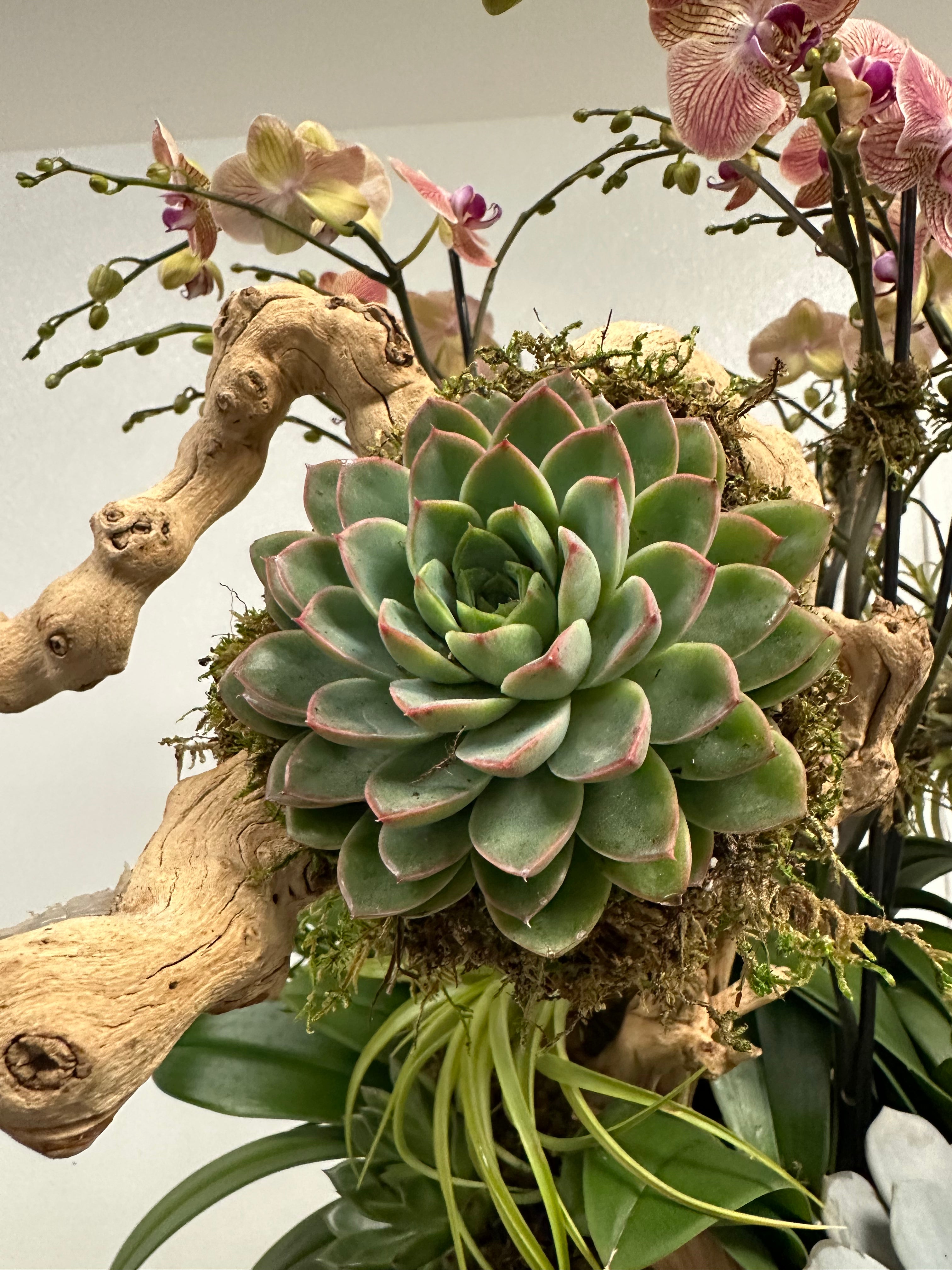 Artistic arrangement of pink orchids, succulents, and air plants with driftwood in a golden vase.