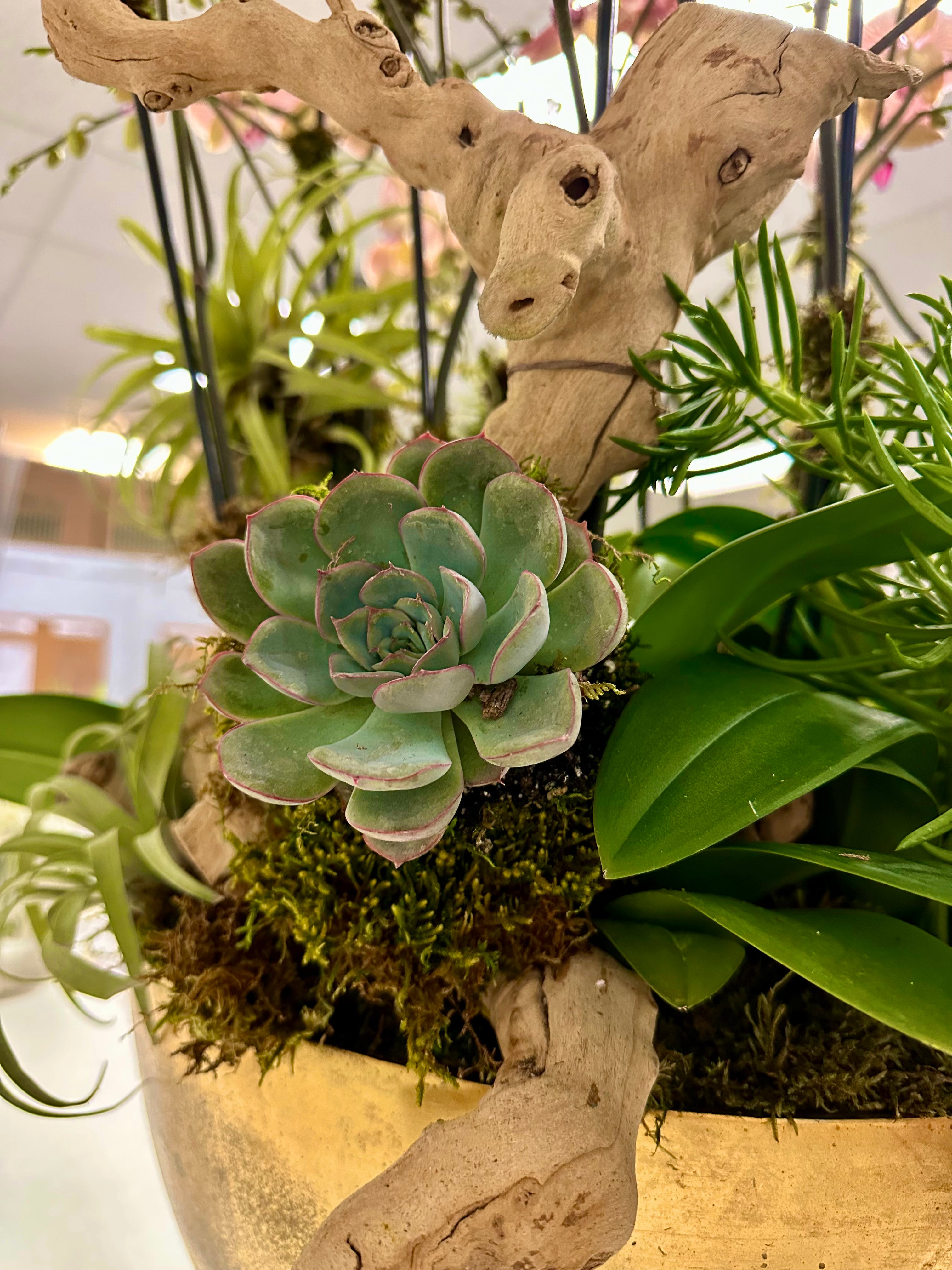 Artistic arrangement of pink orchids, succulents, and air plants with driftwood in a golden vase.