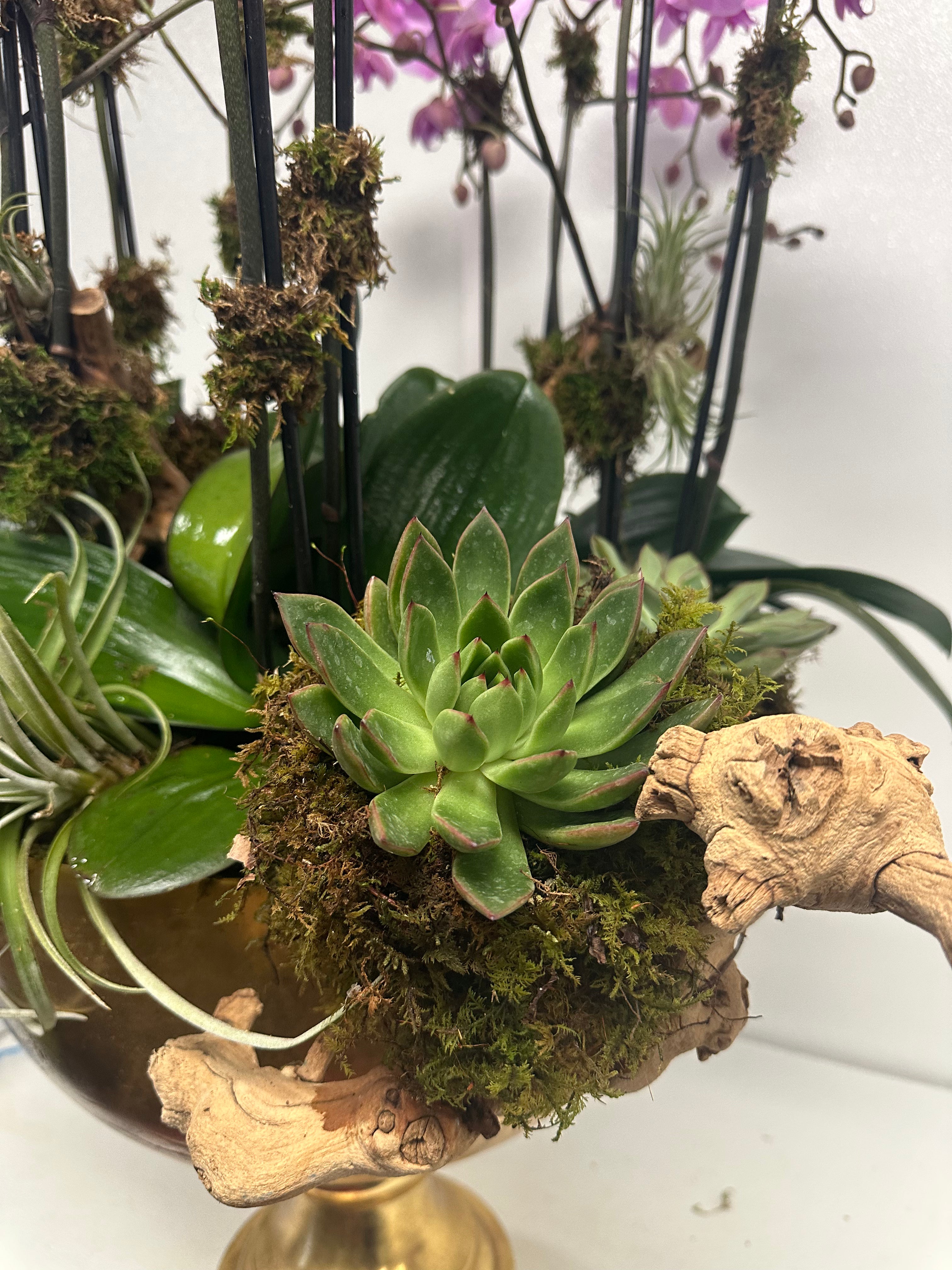 Luxurious arrangement of pink orchids with succulents, driftwood, and lush greenery in a golden decorative vase.