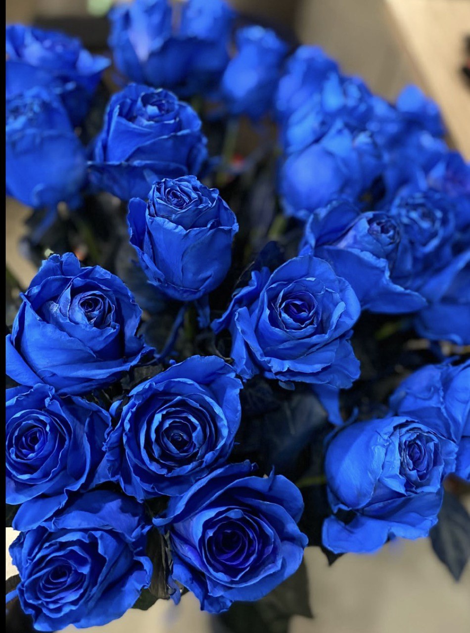 Premium Ecuadorian Blue Roses