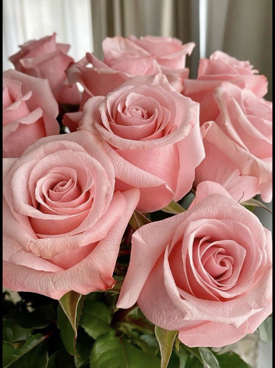 Premium Ecuadorian Pink Roses