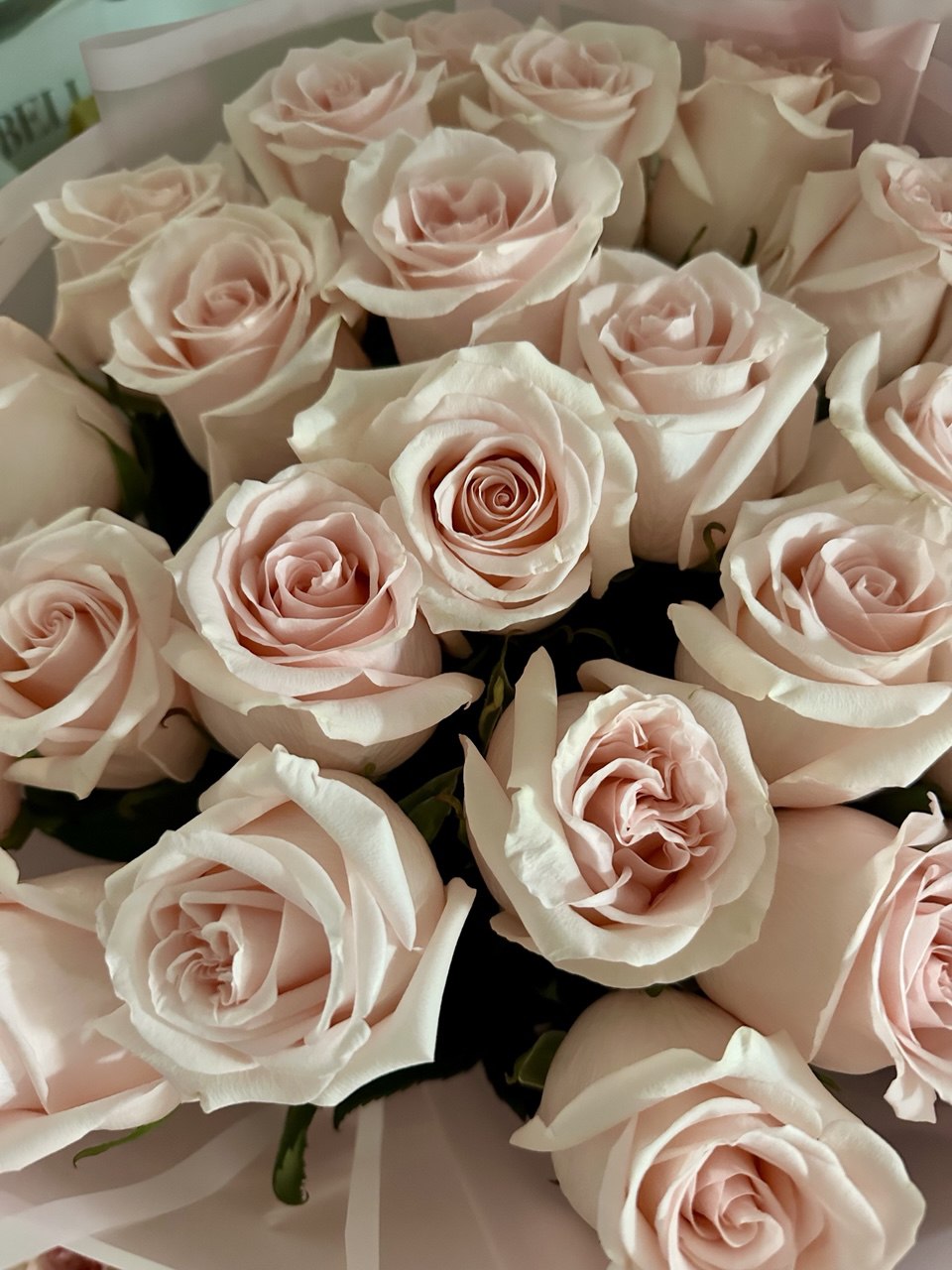 Premium Ecuadorian Powder Pink Roses