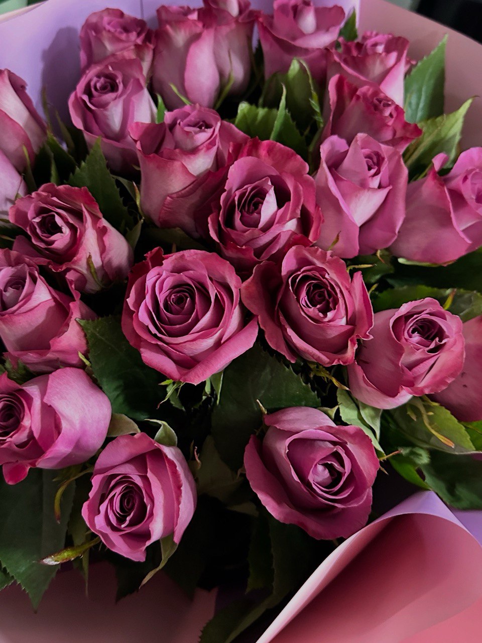 Premium Ecuadorian Berry Pink Roses
