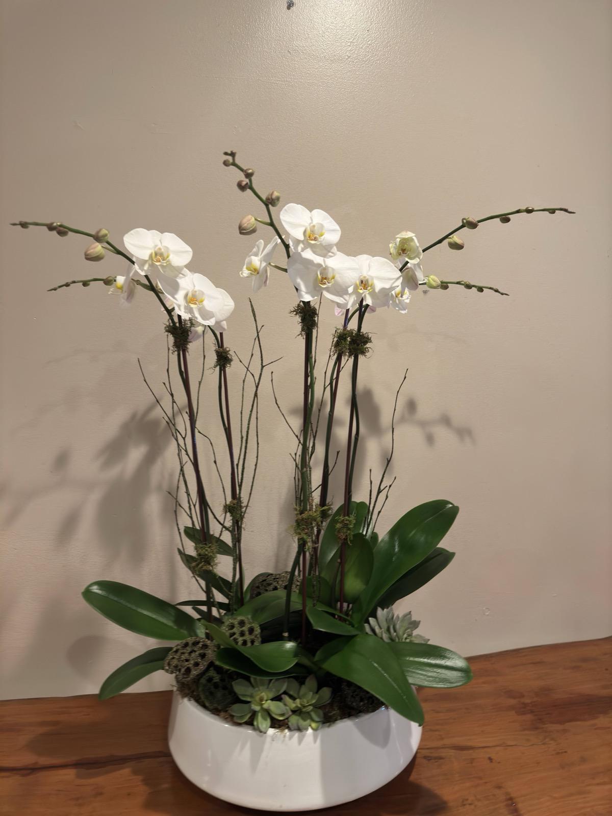 Elegant arrangement of white orchids with succulents, greenery, and air plants in a sculptural white vase.