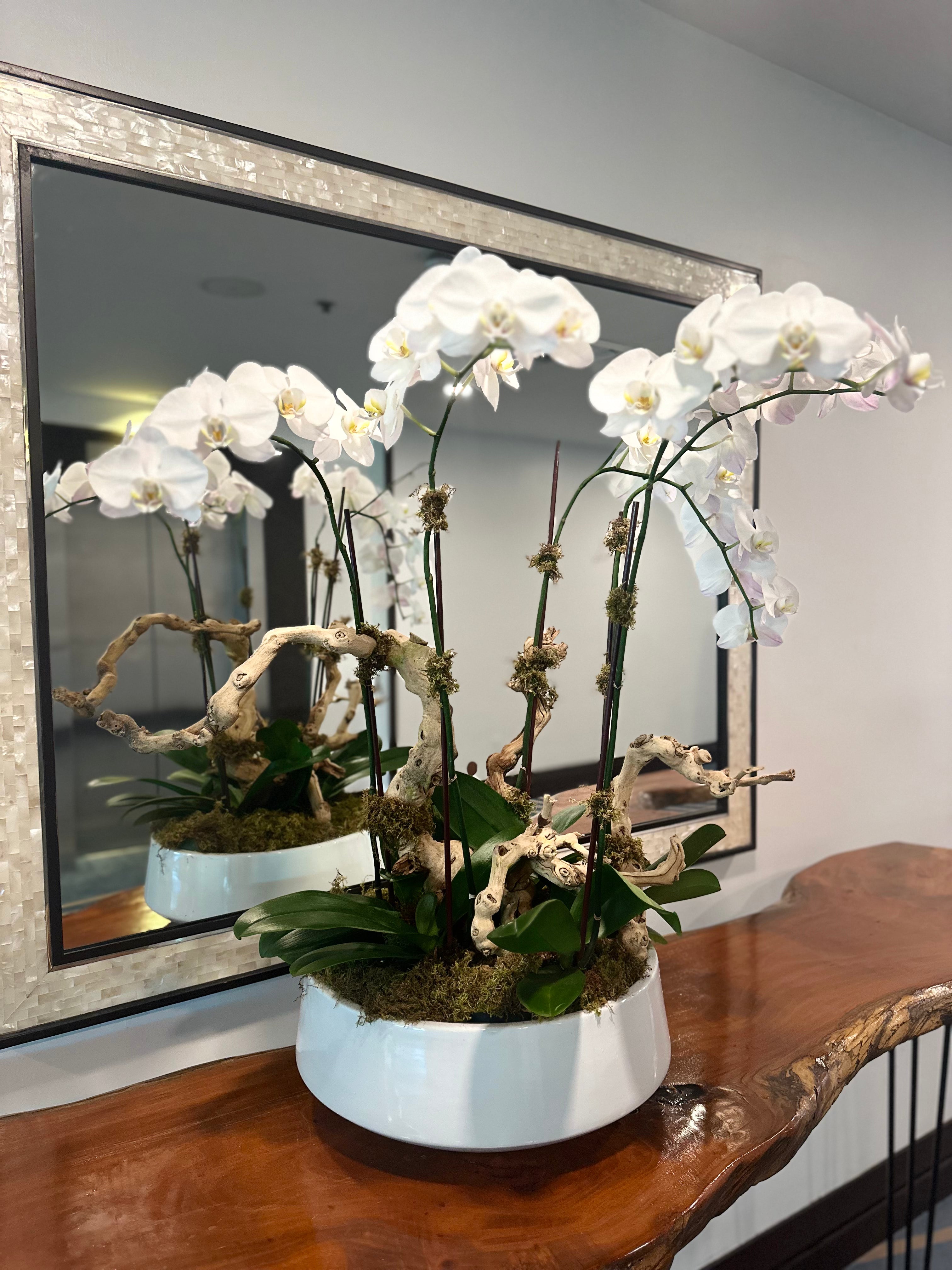 Elegant arrangement of white orchids with succulents, greenery, and air plants in a sculptural white vase.