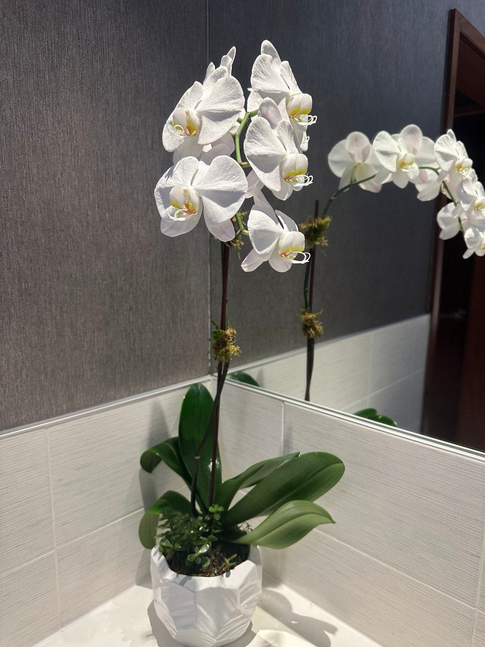 Elegant arrangement of white orchids with succulents, greenery, and air plants in a sculptural white vase.