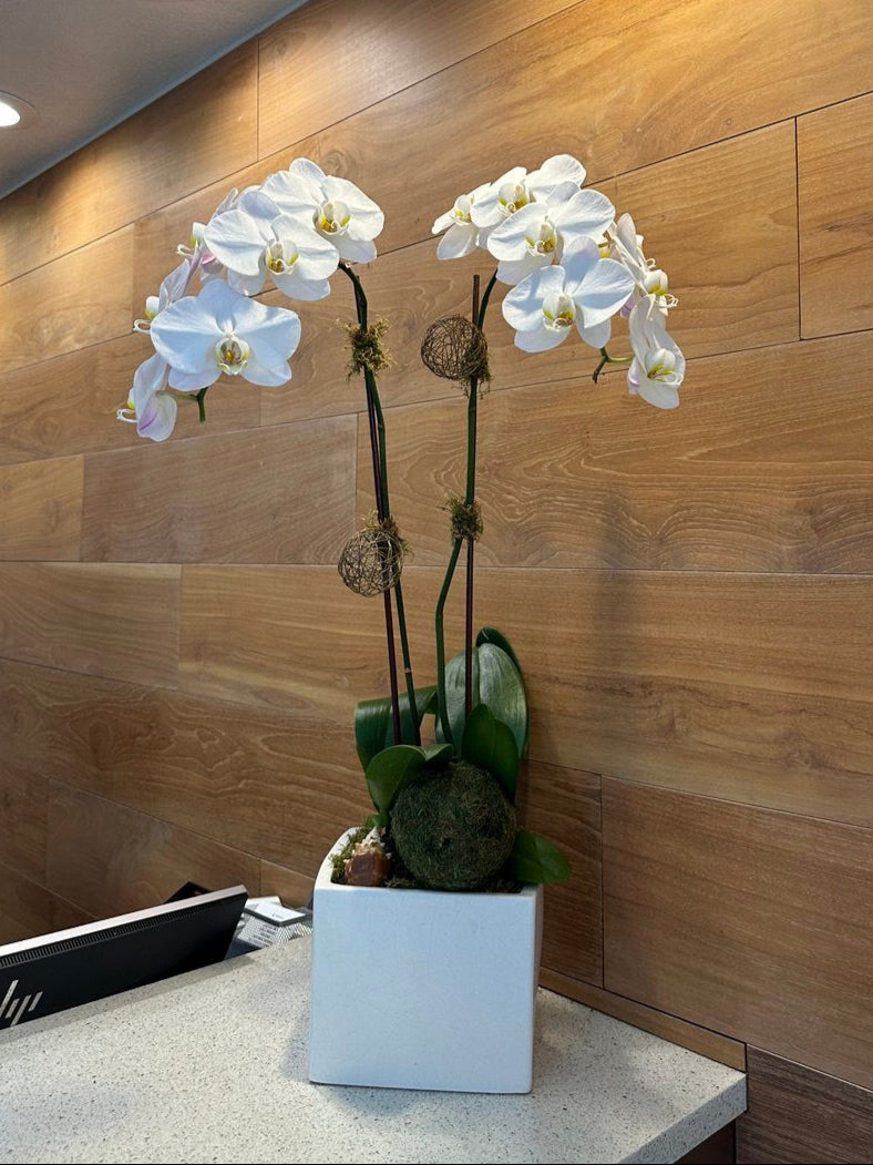 Elegant arrangement of white orchids with succulents, greenery, and air plants in a sculptural white vase.