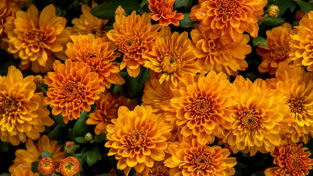 Chrysanthemums: A Complete Guide to the Queen of Autumn Flowers