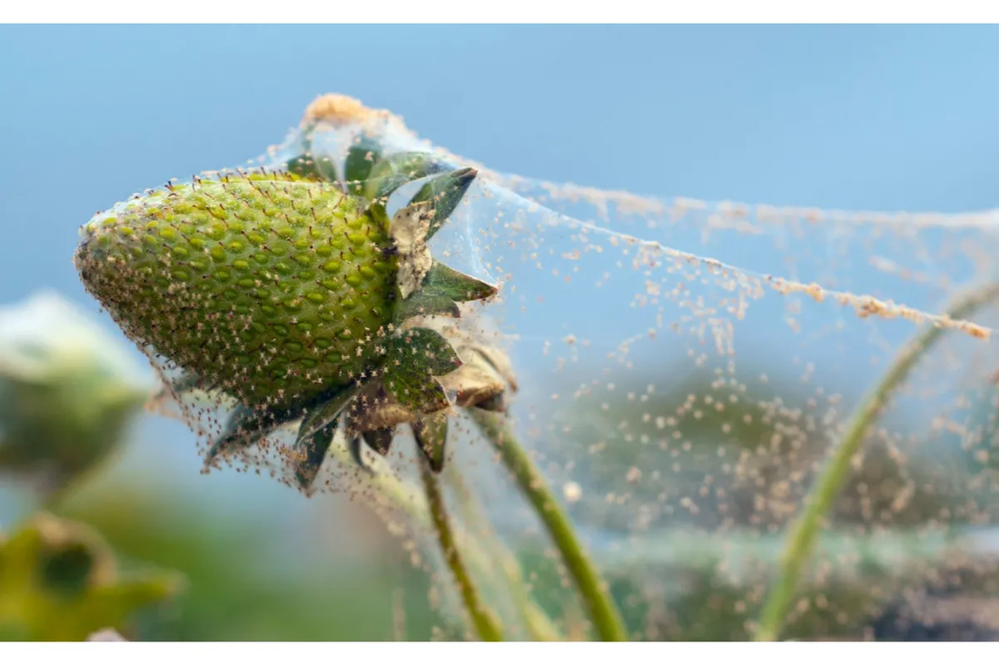 Spider Mites — How to Get Rid of Them? Signs & Control Methods