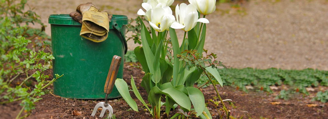 How to Care for Bulb Plants After Blooming