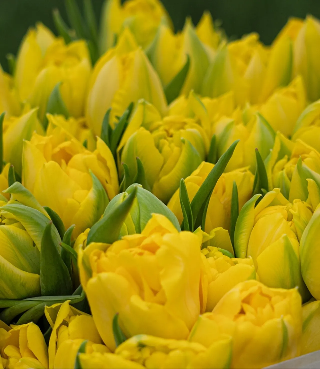 Premium Yellow Tulips - AVAFlowersUSA