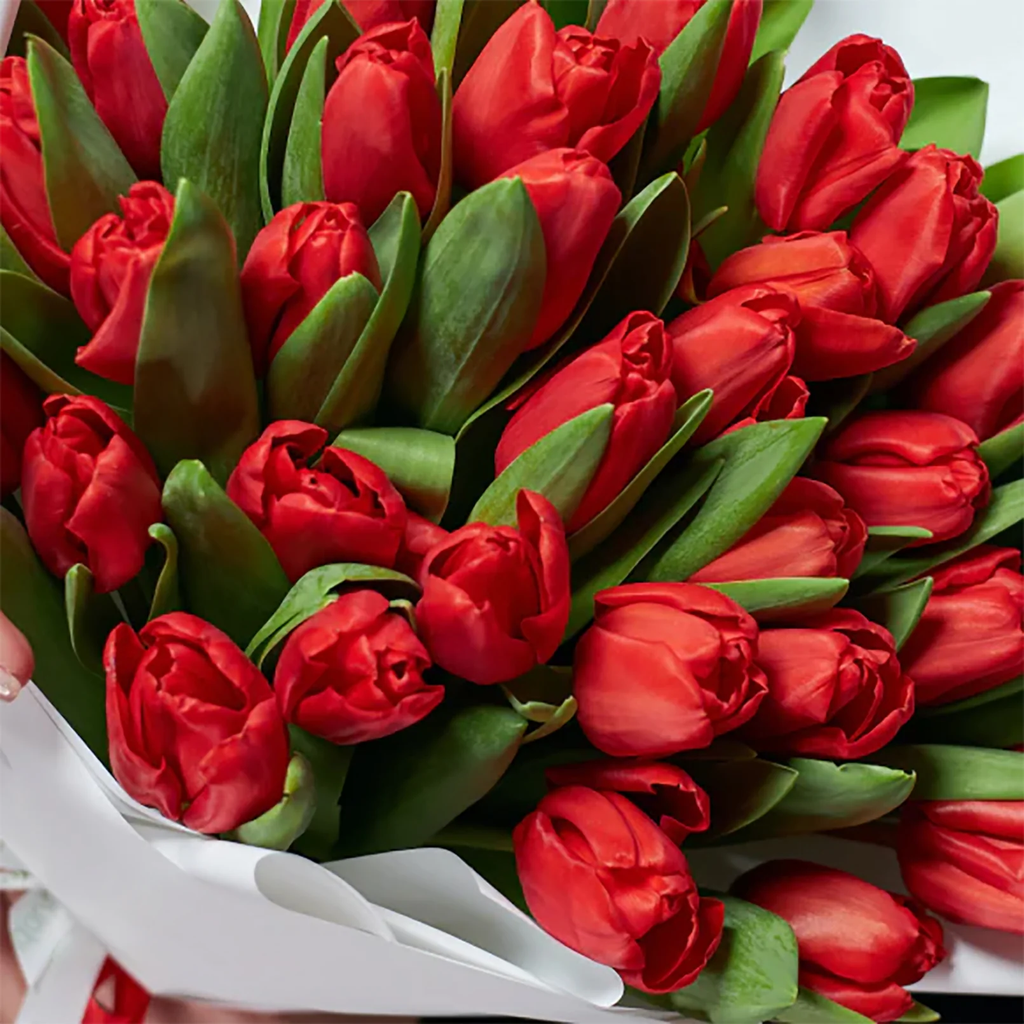 Premium Red Tulips - AVAFlowersUSA