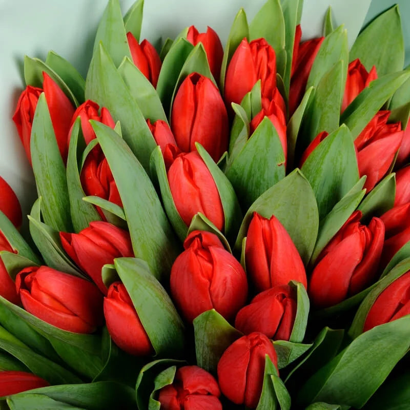 Premium Red Tulips - AVAFlowersUSA