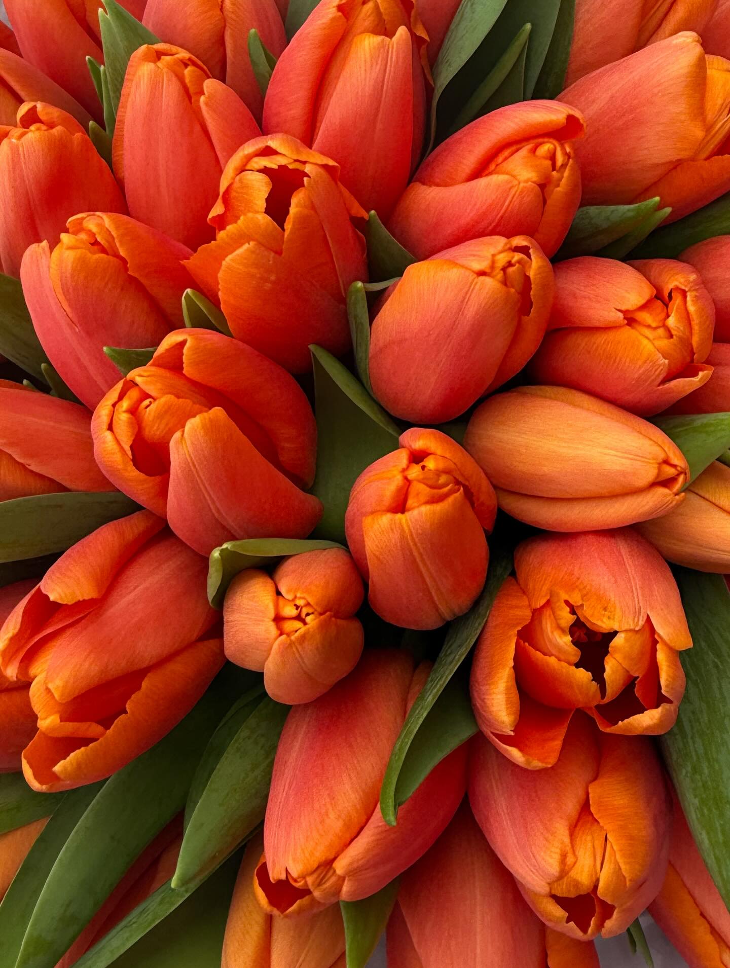 Premium Orange Tulips - AVAFlowersUSA