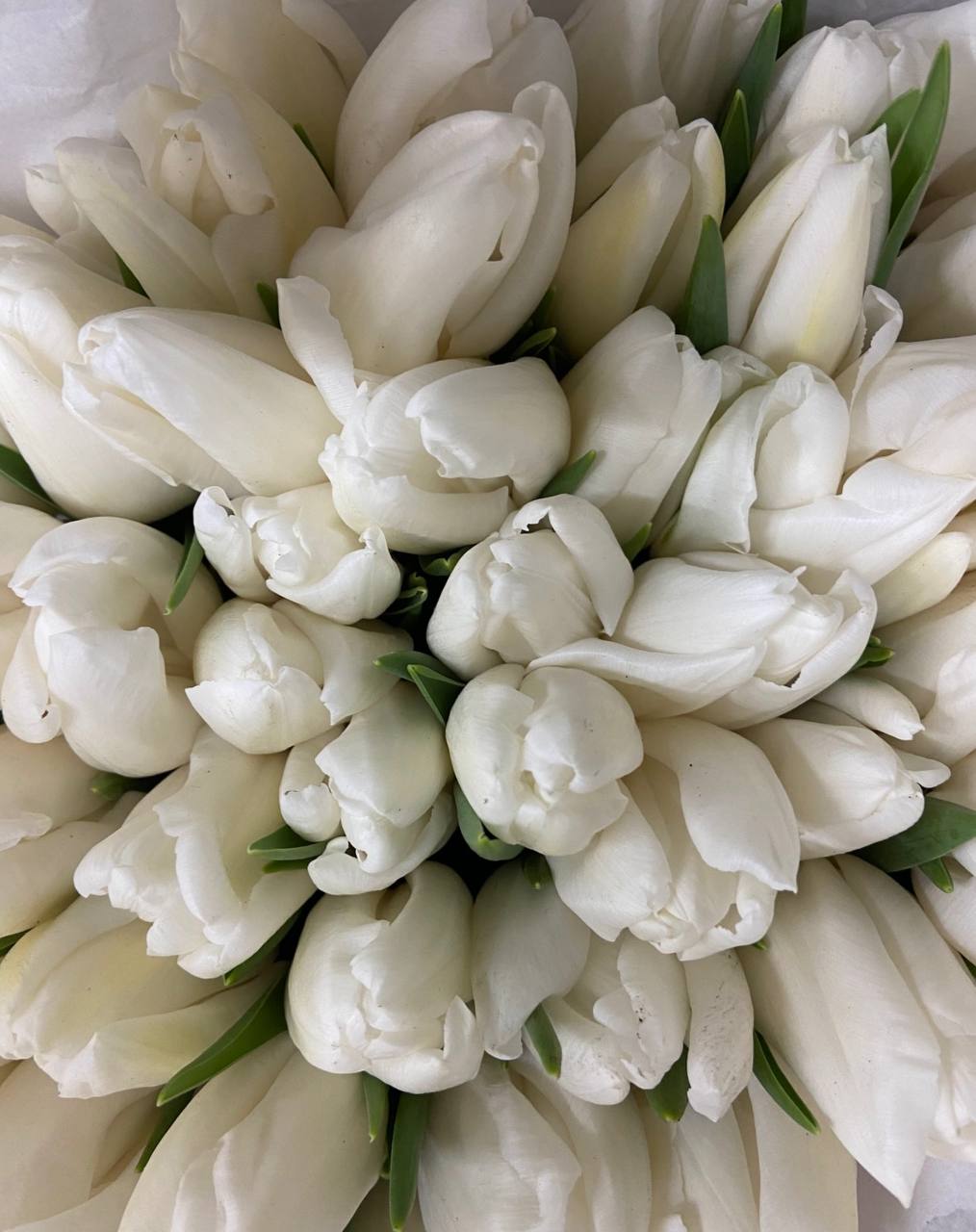 Premium White Tulips - AVAFlowersUSA