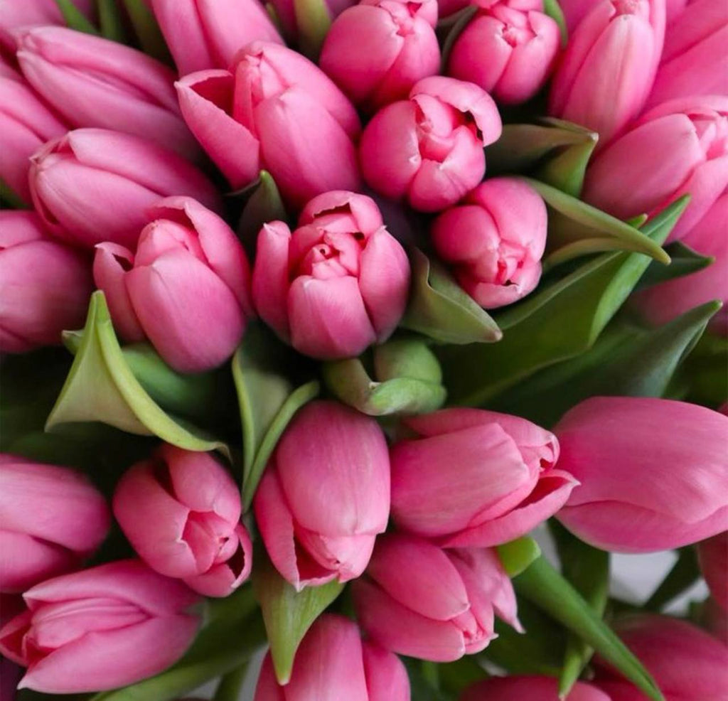 Premium Pink Tulips - AVAFlowersUSA