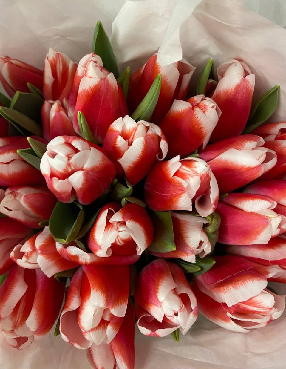 Premium Red Tulips - AVAFlowersUSA