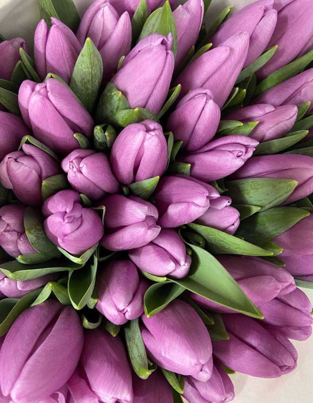 Premium Purple Tulips - AVAFlowersUSA