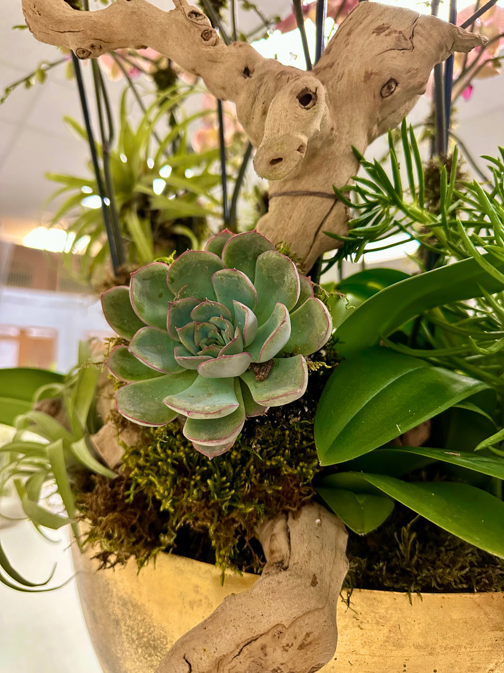 Artistic arrangement of pink orchids, succulents, and air plants with driftwood in a golden vase.