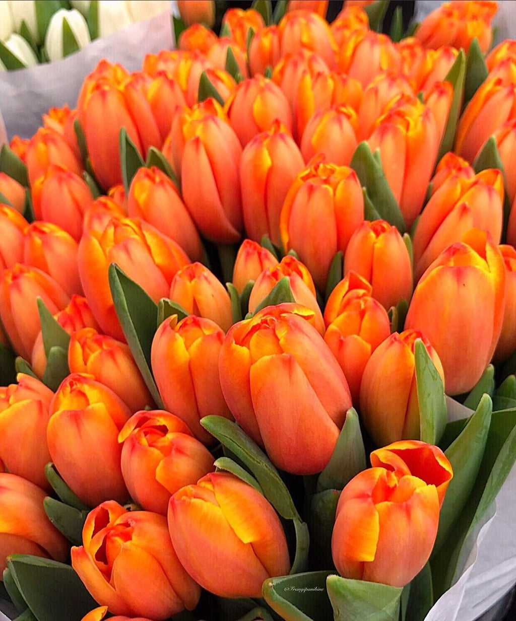 Premium Orange Tulips - AVAFlowersUSA
