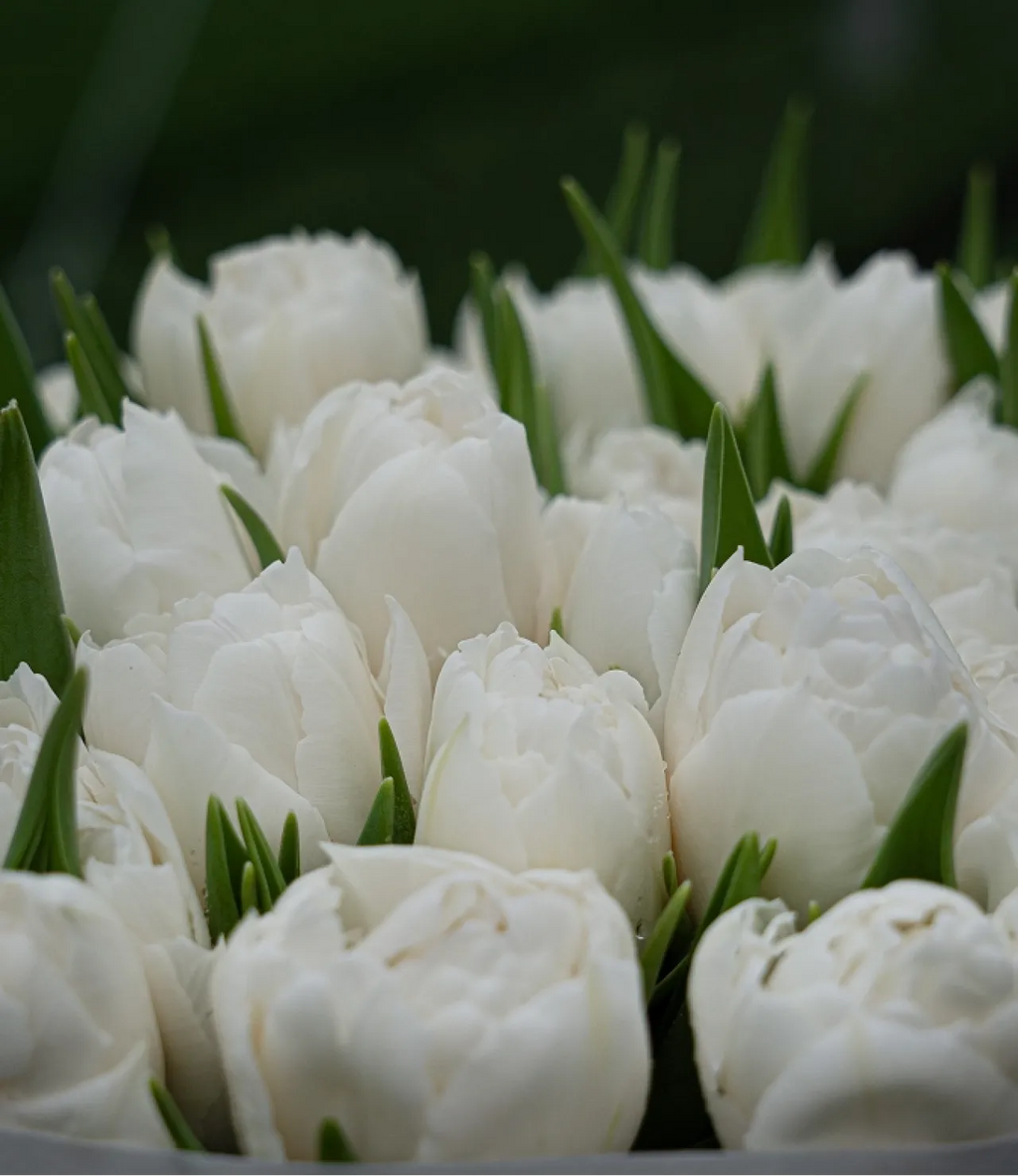 Premium White Tulips - AVAFlowersUSA