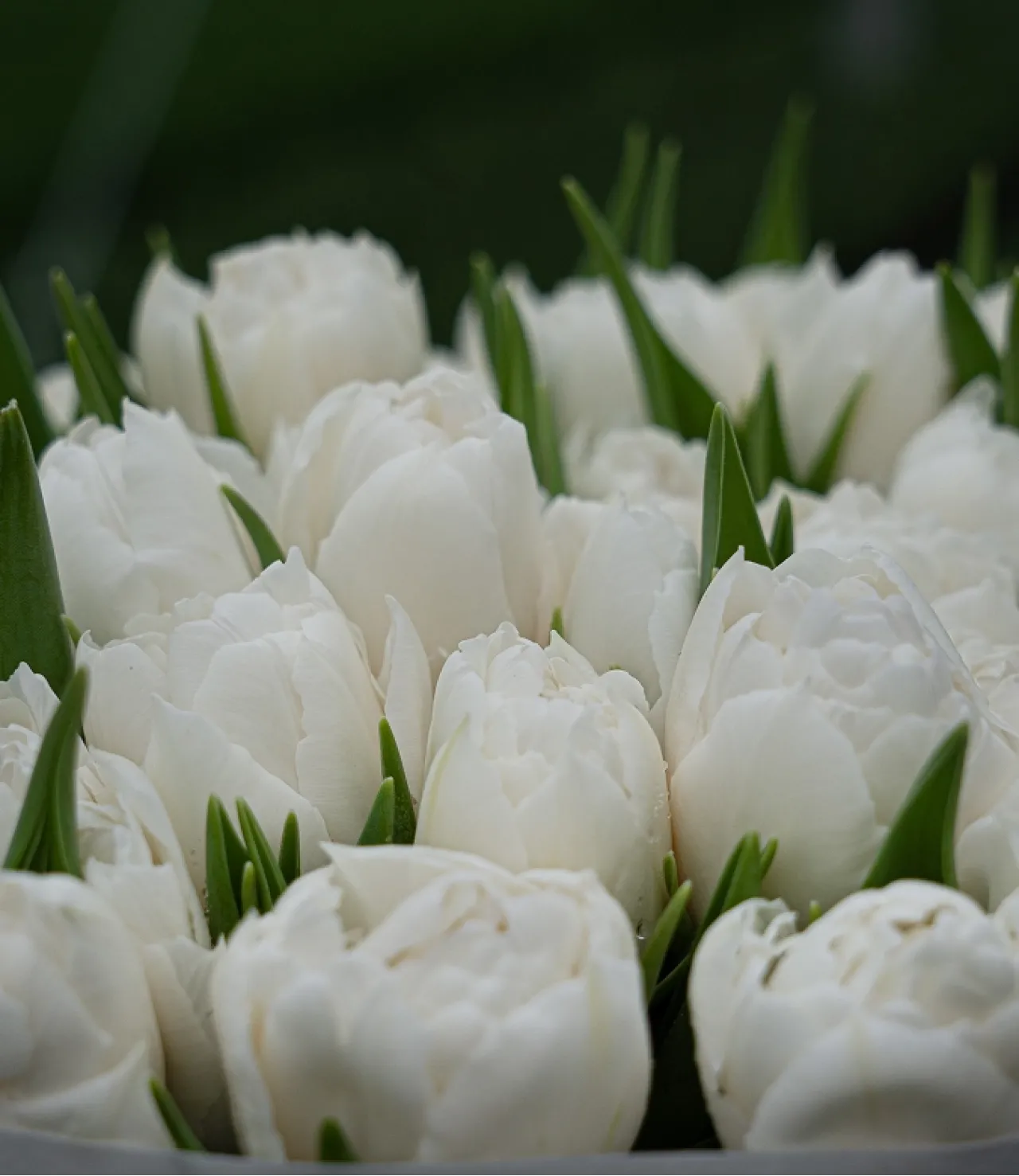 Premium White Tulips - AVAFlowersUSA