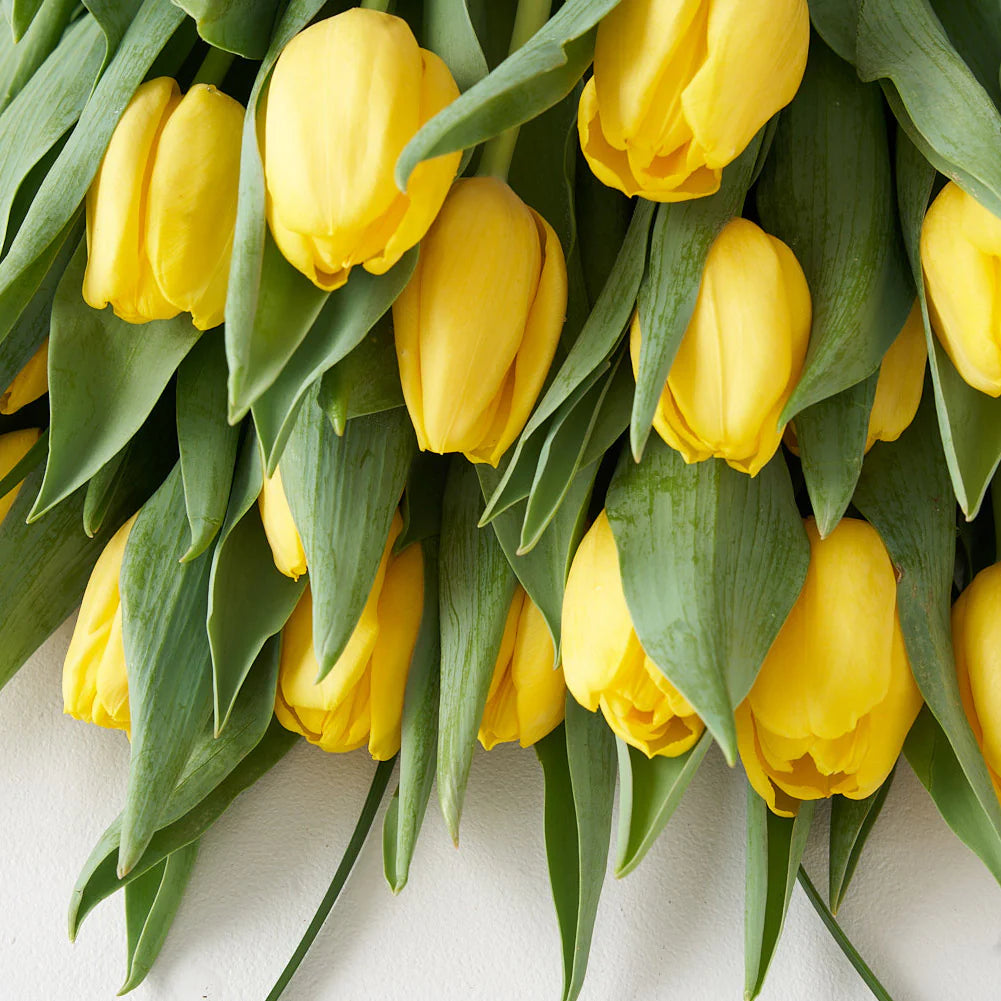 Premium Yellow Tulips - AVAFlowersUSA